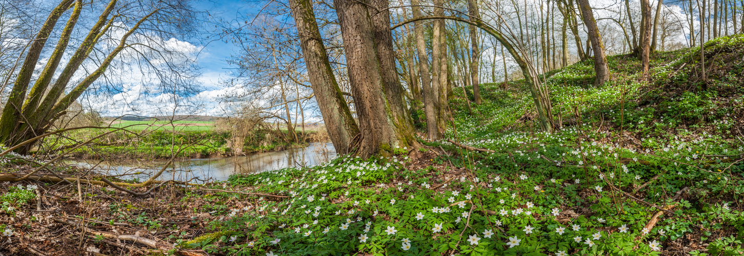 Buschwindröschen im Wald