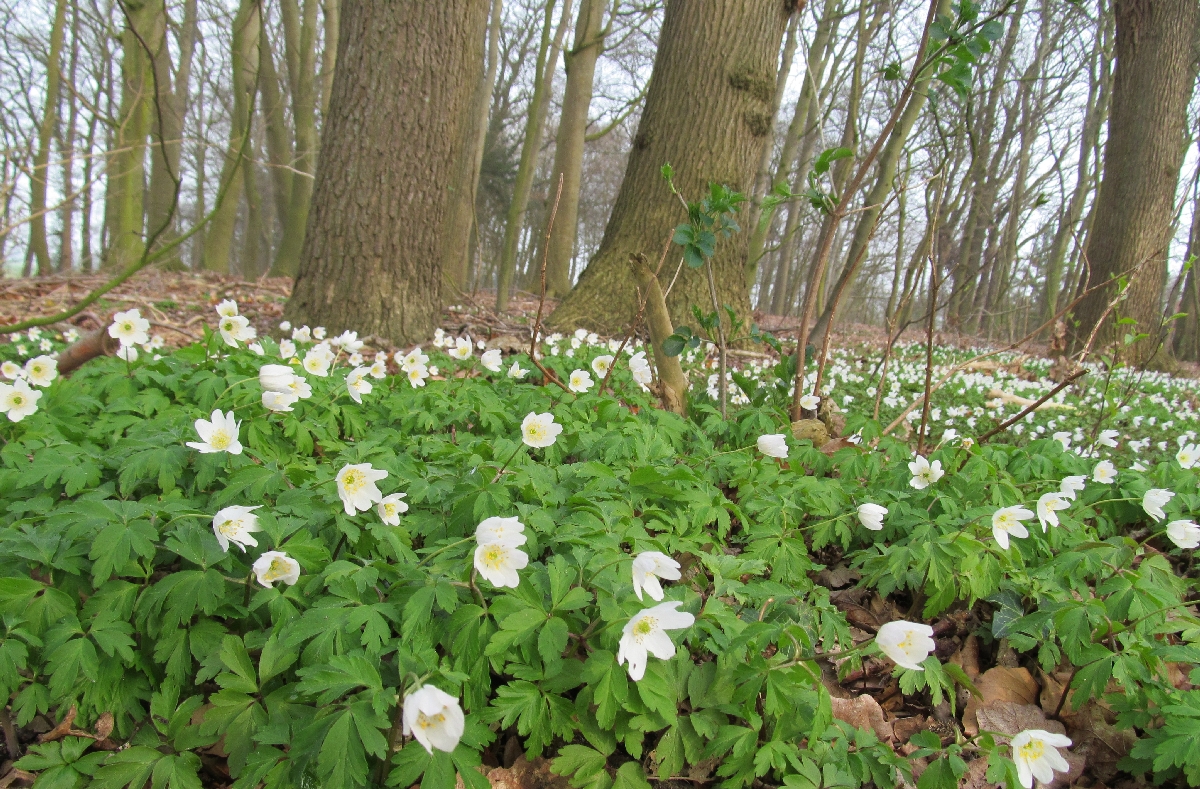 Buschwindröschen im Wald  ...