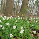 Buschwindröschen im Wald  ...