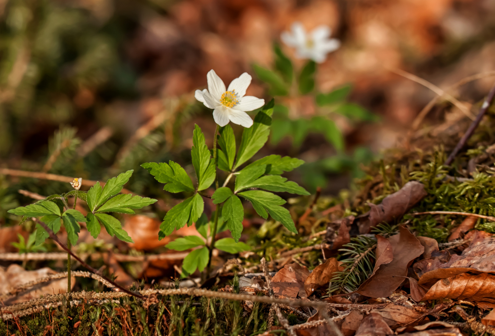 Buschwindröschen im Waldlicht