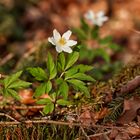 Buschwindröschen im Waldlicht