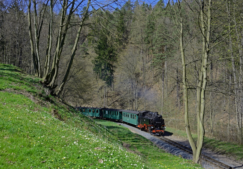 Buschwindröschen im Weißeritztal