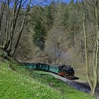 Buschwindröschen im Weißeritztal