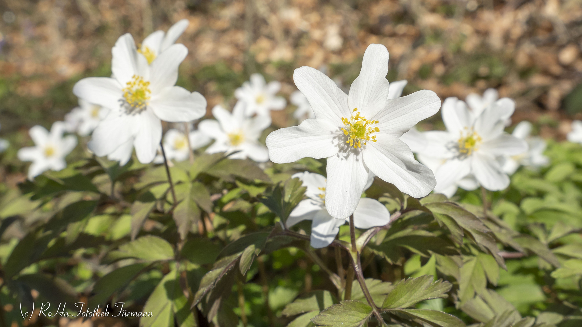 Buschwindröschen im zeitigen Frühling