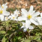 Buschwindröschen im zeitigen Frühling