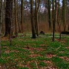 Buschwindröschen in der Eilenriede