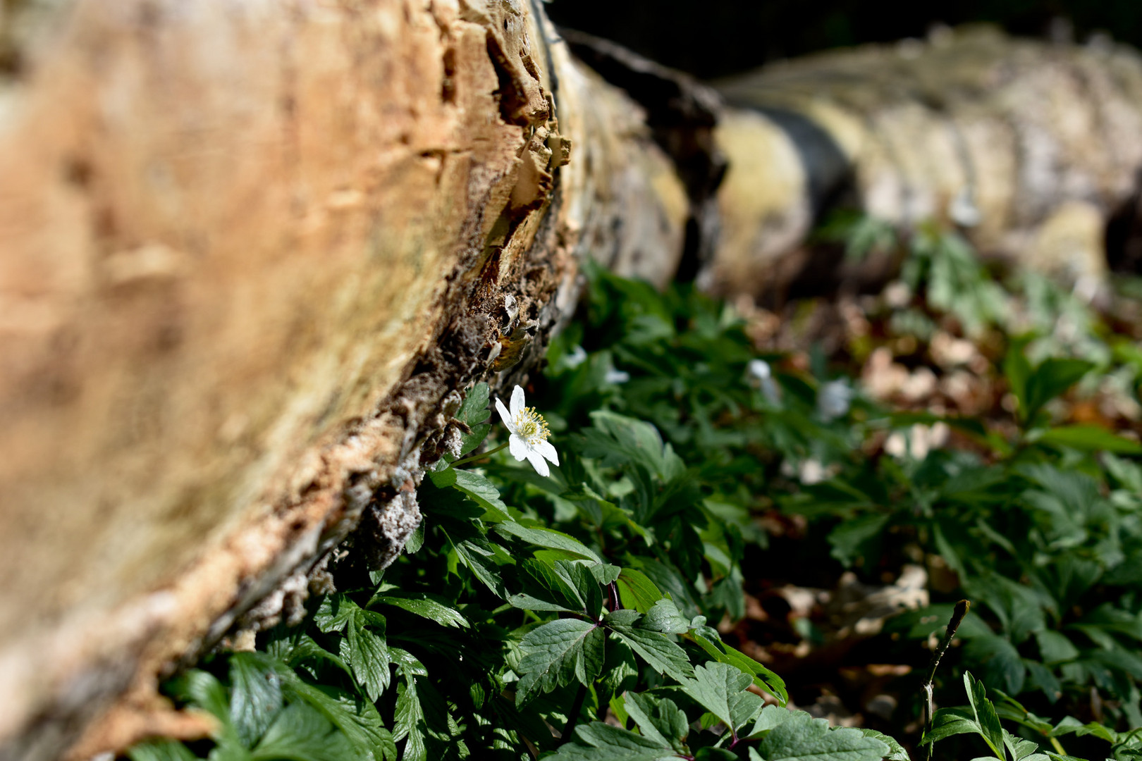 Buschwindröschen in der Frühlingssonne