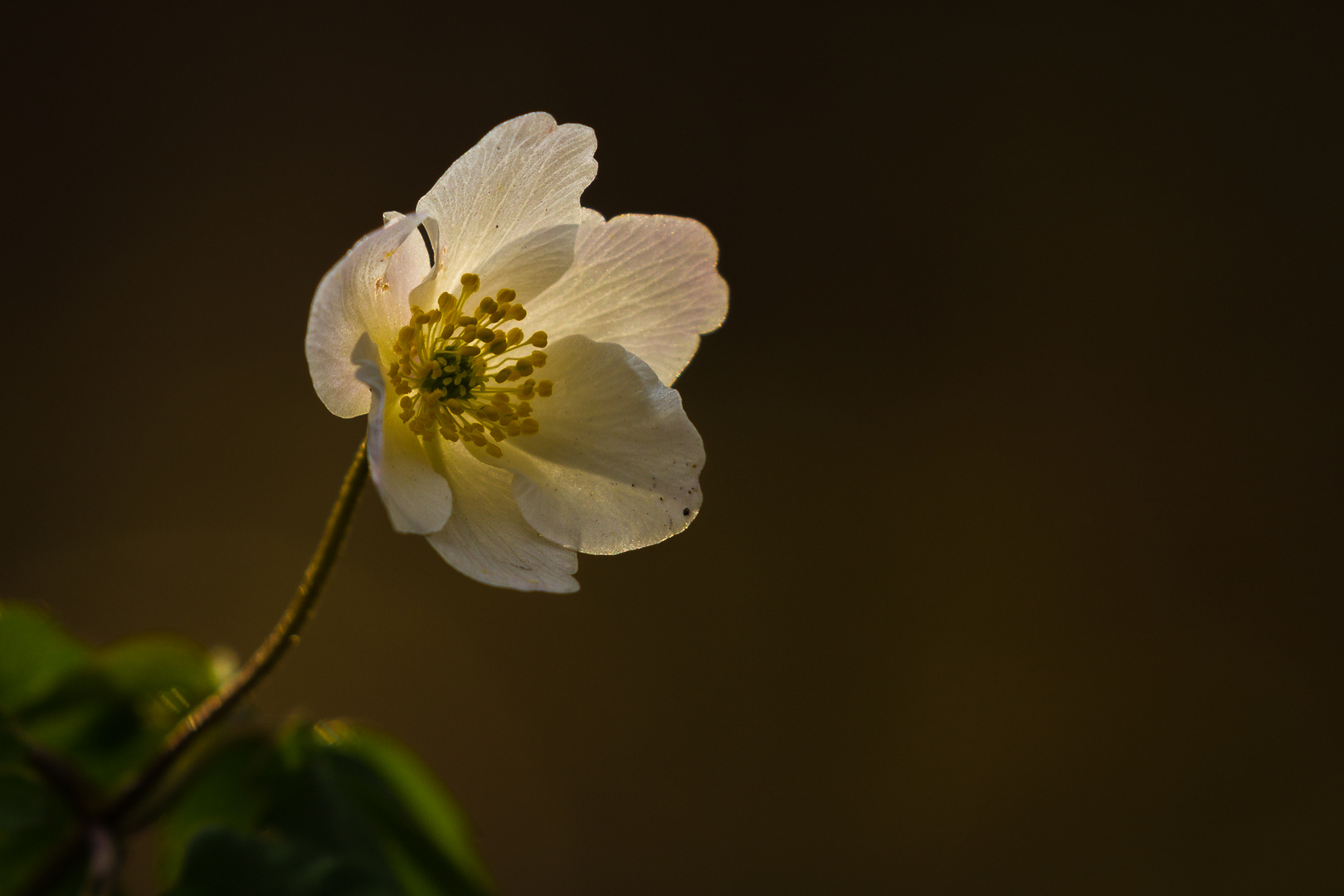 Buschwindröschen in Pose