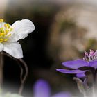 Buschwindröschen + Leberblümchen beisammen