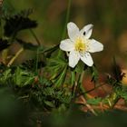 Buschwindröschen mit Besuch