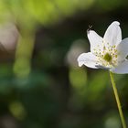 Buschwindröschen mit Besucher