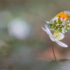 Buschwindröschen mit Zugabe