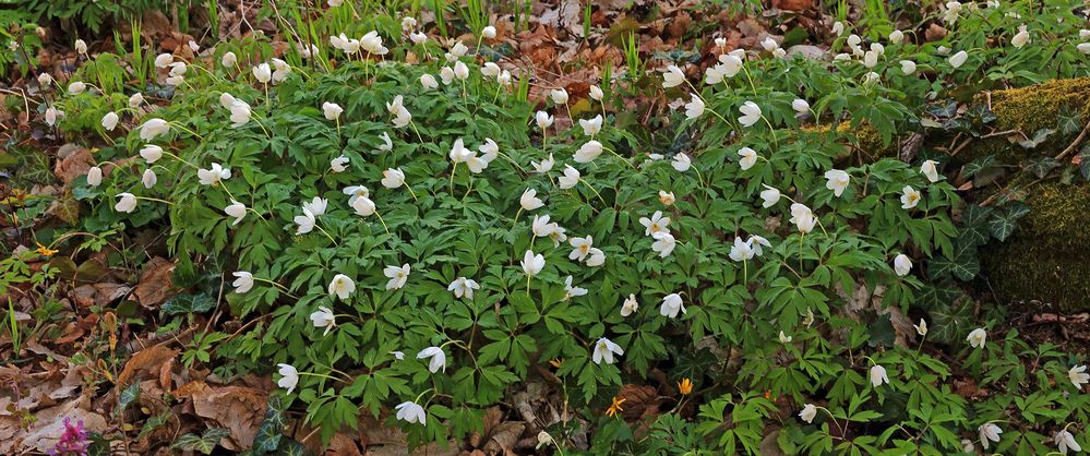 Buschwindröschen-Ranunculaceae oder auch Anemone nemerosa...