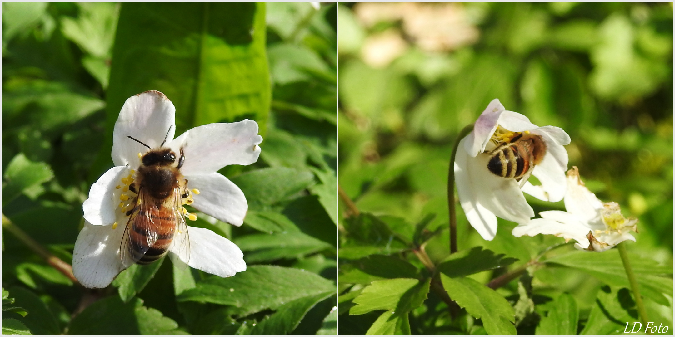 Buschwindröschen sind Lecker