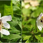 Buschwindröschen sind Lecker