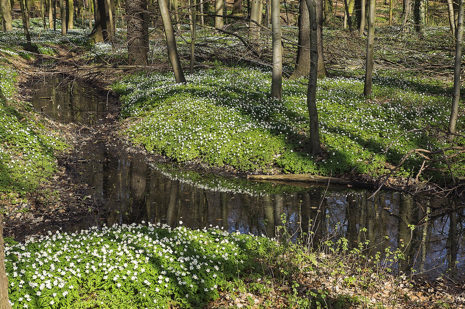 Buschwindröschen, soweit das Auge reicht