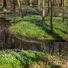 Buschwindröschen, soweit das Auge reicht