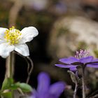 Buschwindröschen und Leberblümchen ...