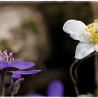 Buschwindröschen und Leberblümchen