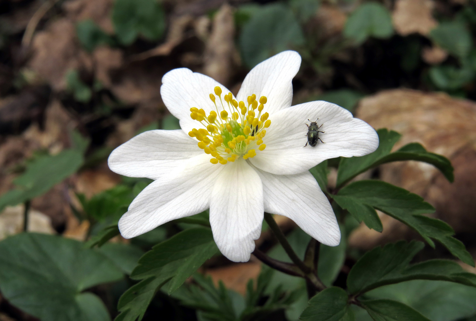 Buschwindröschen, Windröschen, Anemone Nemorosa, weisse Blüte mit Kleinkäfer