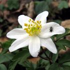Buschwindröschen, Windröschen, Anemone Nemorosa, weisse Blüte mit Kleinkäfer