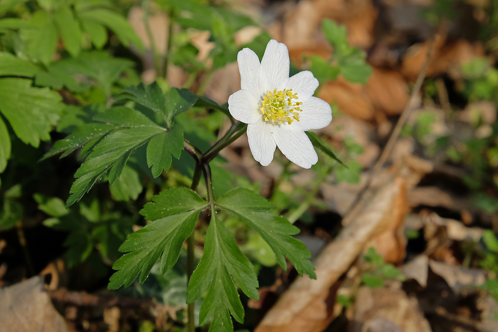 Buschwindröschen-Zeit - im Wald wird der Teppich ausgerollt!