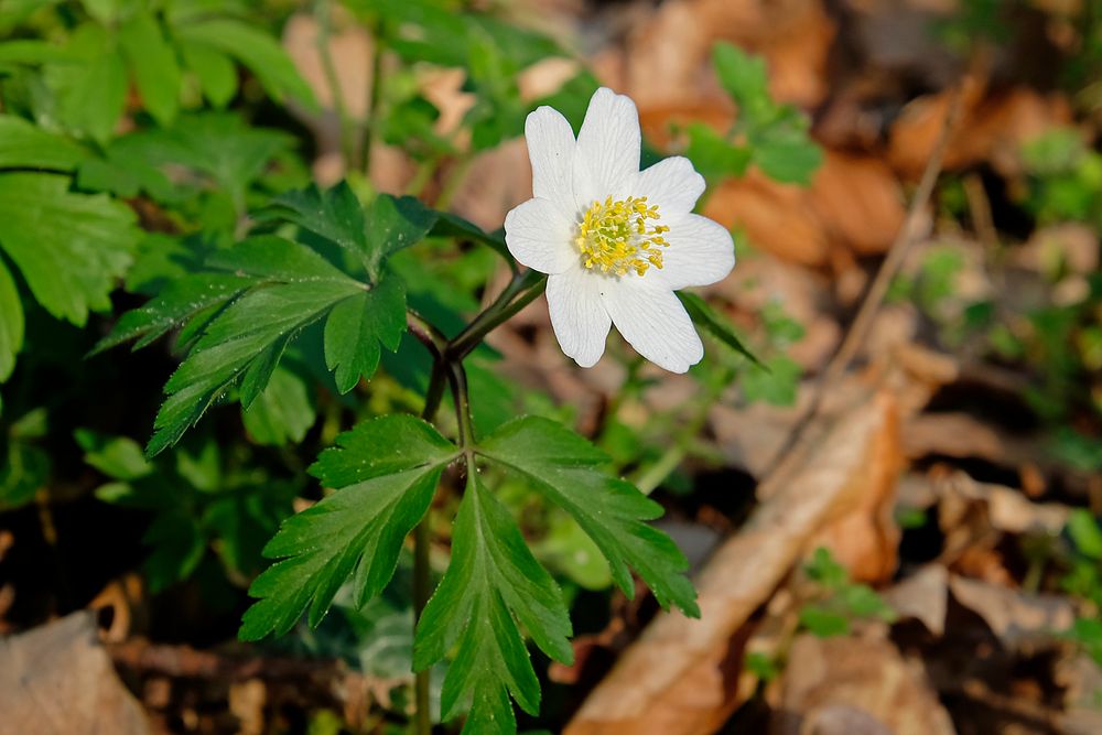 Buschwindröschen-Zeit - im Wald wird der Teppich ausgerollt!