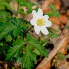 Buschwindröschen-Zeit - im Wald wird der Teppich ausgerollt!