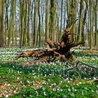 Buschwindröschen-Zeit - im Wald wird der Teppich ausgerollt!