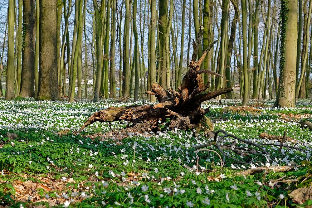 Buschwindröschen-Zeit - im Wald wird der Teppich ausgerollt!