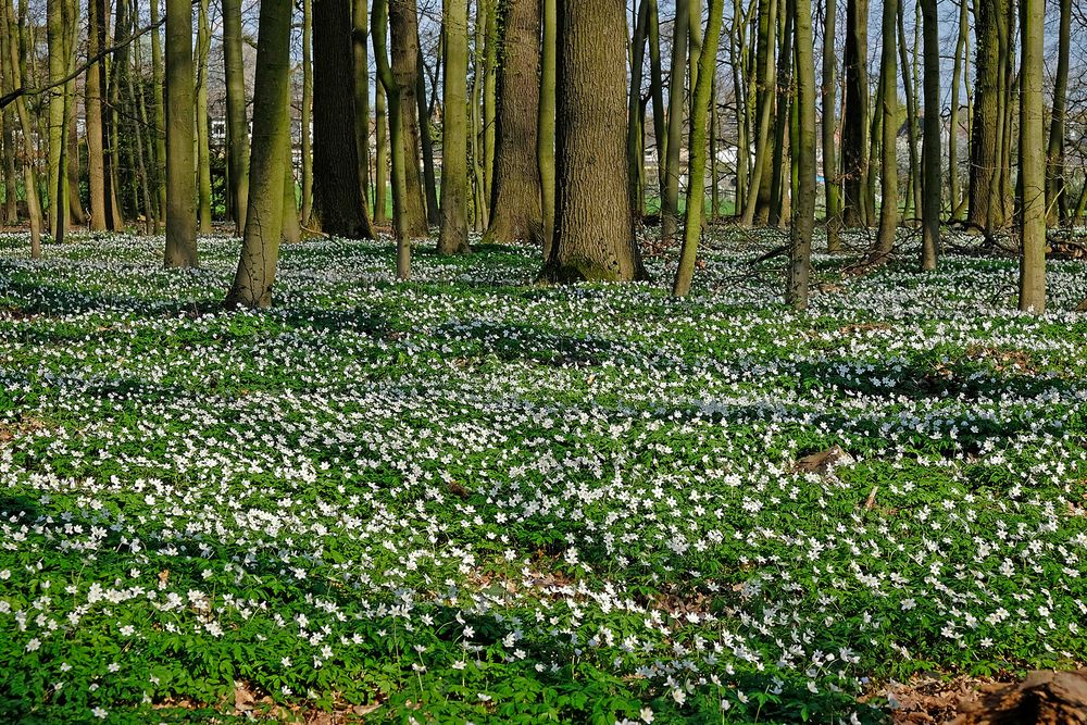 Buschwindröschen-Zeit - im Wald wird der Teppich ausgerollt!