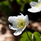 Buschwindröschen zu Ostern