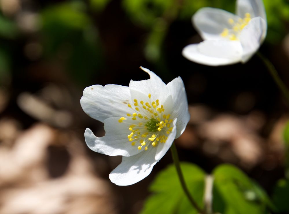 Buschwindröschen zu Ostern