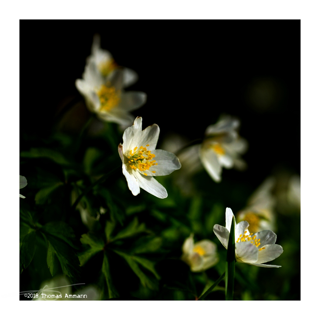 Buschwindröschen#3_180408