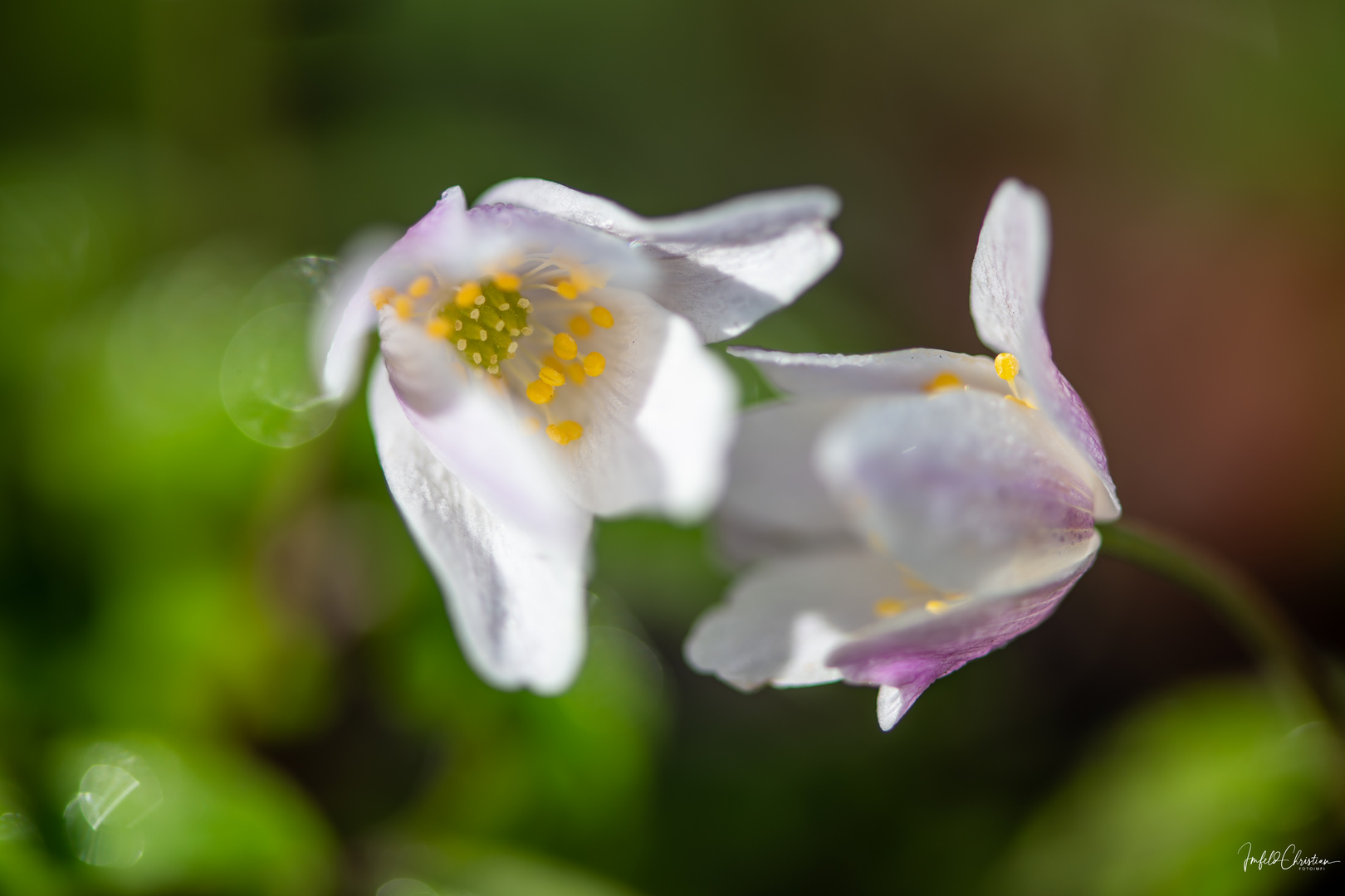 Buschwindröschen,Anemone  nemorosa-2