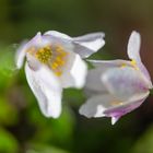 Buschwindröschen,Anemone  nemorosa-2