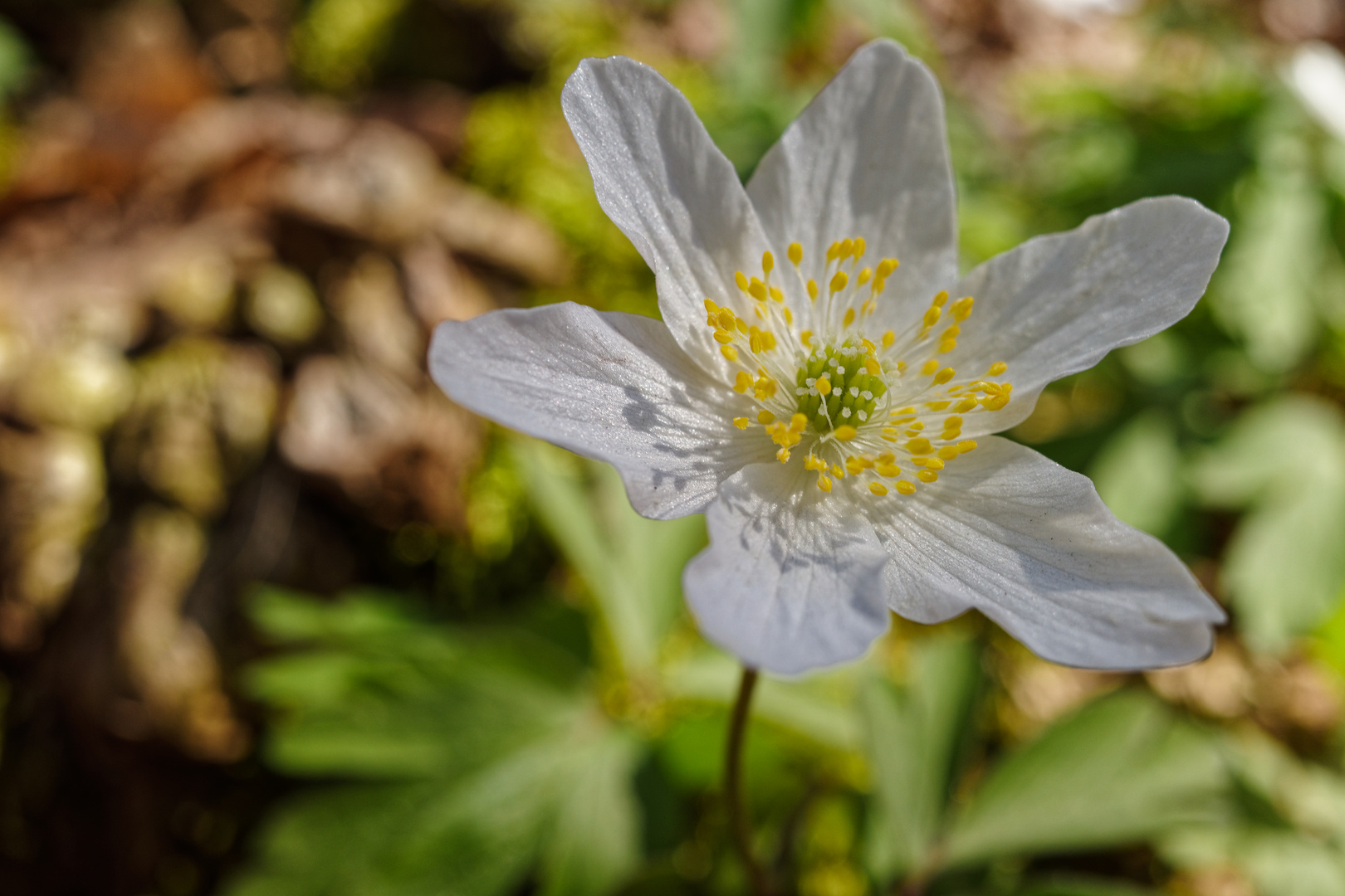 Buschwindröschenblüte