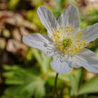 Buschwindröschenblüte