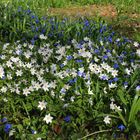 Buschwindrösschen mit einen tupf in Blau....