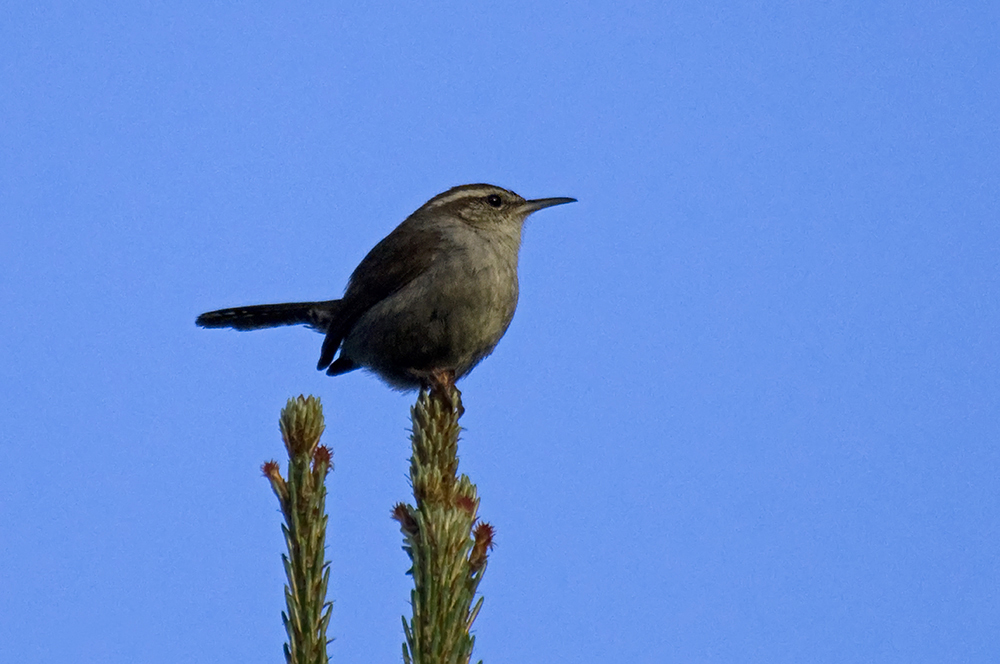 Buschzaunkönig - Bewick's Wren (Thryomanes bewickii)