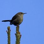 Buschzaunkönig - Bewick's Wren (Thryomanes bewickii)