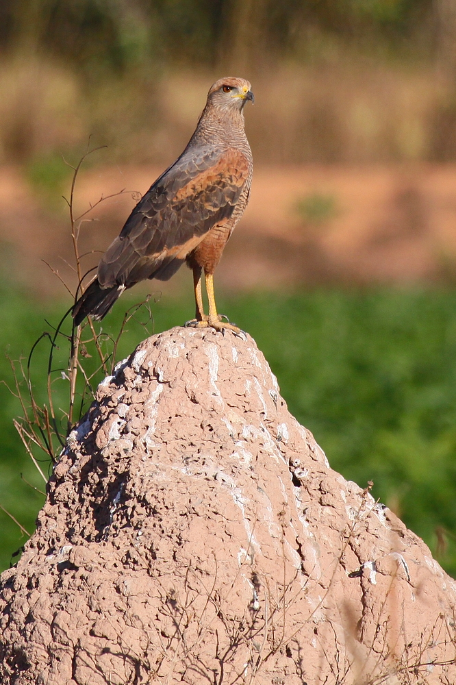 Buse roussâtre (Buteogallus meridionalis) - Brésil