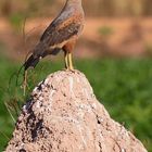 Buse roussâtre (Buteogallus meridionalis) - Brésil