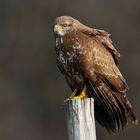 Buse variable