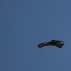 Buse variable 2