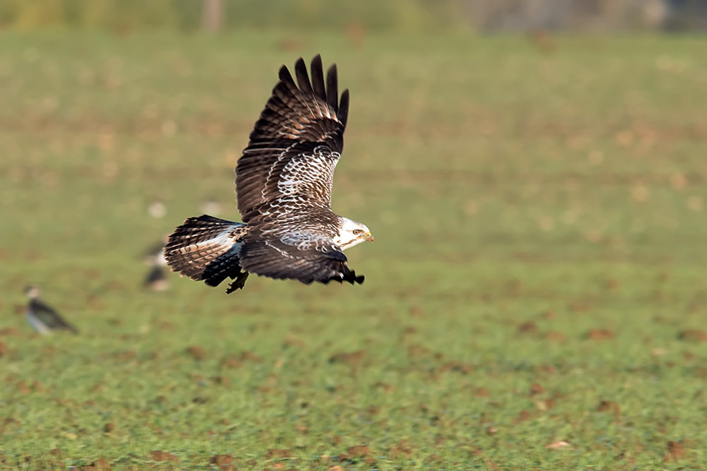 Buse variable