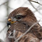 Buse variable