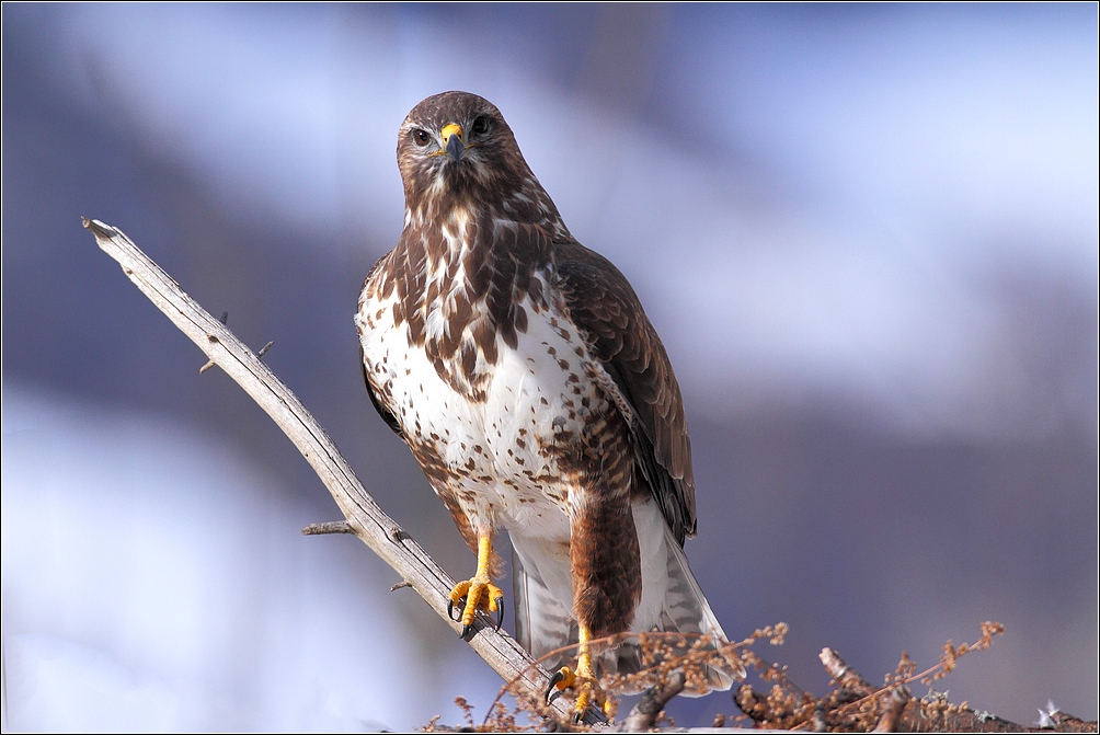 Buse variable