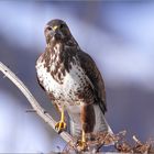 Buse variable