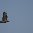 Buse variable